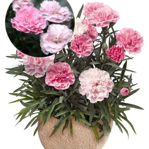 Dianthus caryophyllus 'Sweet Pleasure®L Peppermint' - Aednelk 'Sweet Pleasure®L Peppermint' P9/0,55L    